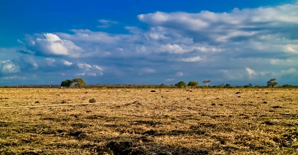 Beauty Savanna Baluran National Park Afternoon Situbondo East Java Indonesia — Stock Photo, Image