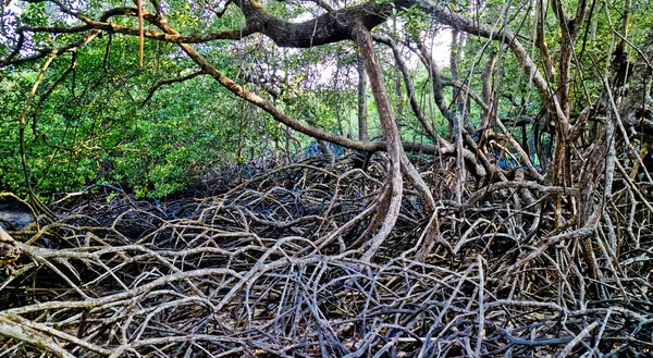 The breath root of the mangrove tree. Bangka, Indonesia.Mangrove roots have many important functions, apart from being a wave barrier, they are also a habitat for various types of animals and fish