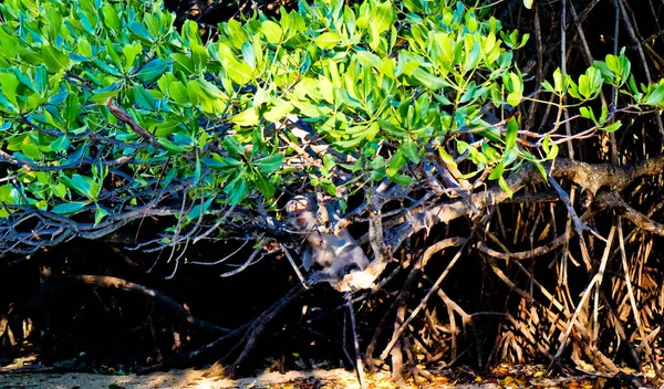 Raíz Del Aliento Del Manglar Bangka Indonesia Las Raíces Manglar — Foto de Stock