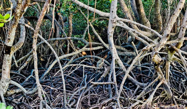 The breath root of the mangrove tree. Bangka, Indonesia.Mangrove roots have many important functions, apart from being a wave barrier, they are also a habitat for various types of animals and fish