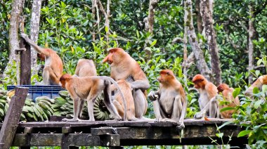 Bir grup hortumlu maymun, uzun burunlu maymunlar kahvaltı hortumlarının tadını çıkarıyorlar. Borneo ormanlarında sadece kahverengi bir ceket gibi uzun burunları ve kürkleri olan maymunlar yaşıyor.