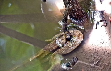 Mangrov birikintisinde çamur sıçrayan balıklar. Çamur kapanı balıkları ekstrem ortamlarda, denizcilerde ve nehir suyunda yaşayabilirler.