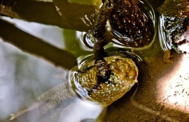 Mangrov birikintisinde çamur sıçrayan balıklar. Çamur kapanı balıkları ekstrem ortamlarda, denizcilerde ve nehir suyunda yaşayabilirler.