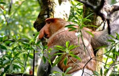 Bir grup hortumlu maymun, uzun burunlu maymunlar kahvaltı hortumlarının tadını çıkarıyorlar. Borneo ormanlarında sadece kahverengi bir ceket gibi uzun burunları ve kürkleri olan maymunlar yaşıyor.