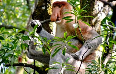 Bir grup hortumlu maymun, uzun burunlu maymunlar kahvaltı hortumlarının tadını çıkarıyorlar. Borneo ormanlarında sadece kahverengi bir ceket gibi uzun burunları ve kürkleri olan maymunlar yaşıyor.