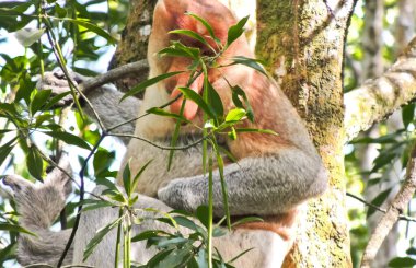 Bir grup hortumlu maymun, uzun burunlu maymunlar kahvaltı hortumlarının tadını çıkarıyorlar. Borneo ormanlarında sadece kahverengi bir ceket gibi uzun burunları ve kürkleri olan maymunlar yaşıyor.