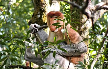 Bir grup hortumlu maymun, uzun burunlu maymunlar kahvaltı hortumlarının tadını çıkarıyorlar. Borneo ormanlarında sadece kahverengi bir ceket gibi uzun burunları ve kürkleri olan maymunlar yaşıyor.