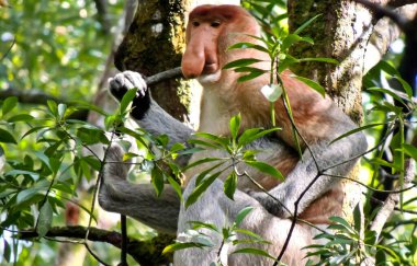 Bir grup hortumlu maymun, uzun burunlu maymunlar kahvaltı hortumlarının tadını çıkarıyorlar. Borneo ormanlarında sadece kahverengi bir ceket gibi uzun burunları ve kürkleri olan maymunlar yaşıyor.