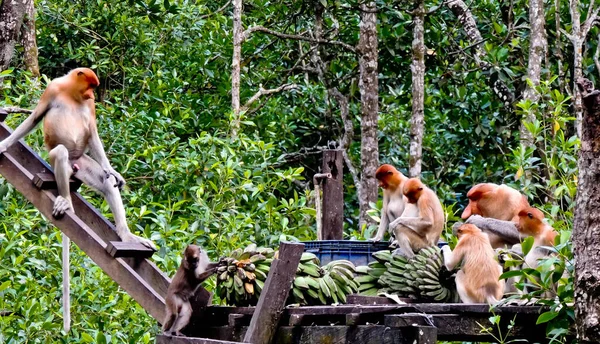 Ομάδα Πιθήκων Προβοσκίδες Πιθήκους Μακριά Μύτη Που Απολαμβάνουν Πρωινό Τουςπίθηκοι — Φωτογραφία Αρχείου