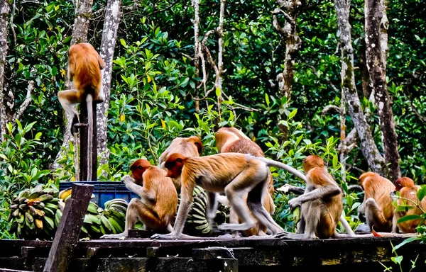Grupa Małp Sonoscis Długie Nosy Małpy Cieszące Się Śniadaniemmałpy Proboscis — Zdjęcie stockowe