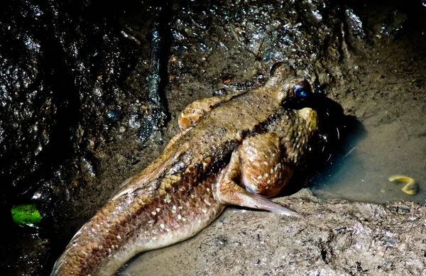 Mudskipper Ryby Mangrovém Kaluži Mudskipper Ryby Jsou Schopny Žít Extrémním — Stock fotografie