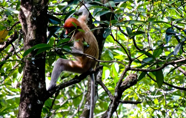 Grupo Macacos Probóscide Macacos Nariz Comprido Desfrutando Seu Pequeno Almoçoos — Fotografia de Stock