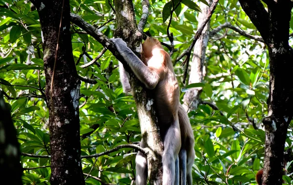 Grupo Monos Probóscis Monos Nariz Larga Disfrutando Desayunolos Monos Probóscis — Foto de Stock