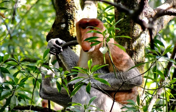 Bir grup hortumlu maymun, uzun burunlu maymunlar kahvaltı hortumlarının tadını çıkarıyorlar. Borneo ormanlarında sadece kahverengi bir ceket gibi uzun burunları ve kürkleri olan maymunlar yaşıyor.