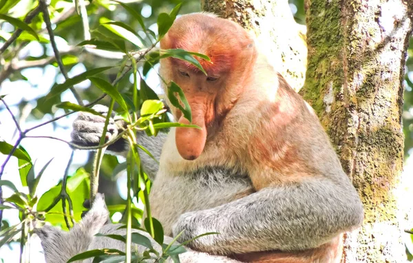 Groep Proboscis Apen Lange Neus Apen Genieten Van Hun Ontbijtproboscis — Stockfoto