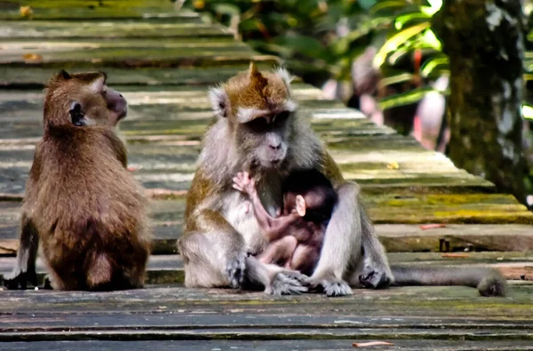 Długi Ogon Małpa Przyjaciele Makaki Długoogonowe Żyją Grupach Wnętrzu Lasu — Zdjęcie stockowe