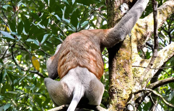 在婆罗洲森林里 一群长鼻猴 享受早餐的长鼻猴 它们的鼻子长 毛茸茸的 就像棕色的外套 — 图库照片