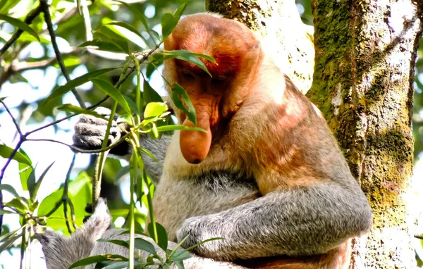 Groep Proboscis Apen Lange Neus Apen Genieten Van Hun Ontbijtproboscis — Stockfoto