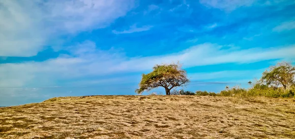 Beautiful Hill Pink Beach Lombok Pink Beach Lombok Surrounded Savanna — стоковое фото