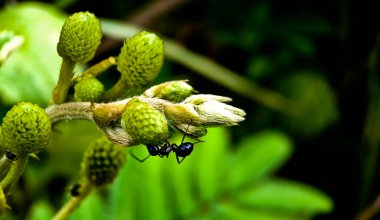 Yapraklı böceğe yakın çekim. Yiyecek kaynağı olarak nektar arayan karıncaların inanılmaz görüntüsü.