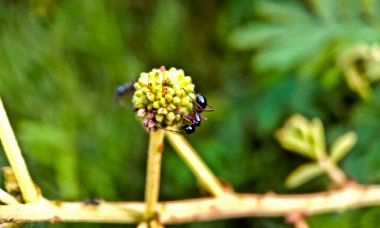 Yapraklı böceğe yakın çekim. Yiyecek kaynağı olarak nektar arayan karıncaların inanılmaz görüntüsü.