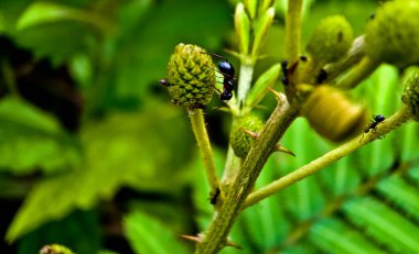 Yapraklı böceğe yakın çekim. Yiyecek kaynağı olarak nektar arayan karıncaların inanılmaz görüntüsü.