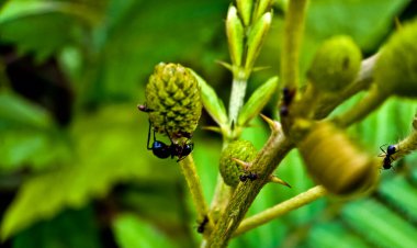 Yapraklı böceğe yakın çekim. Yiyecek kaynağı olarak nektar arayan karıncaların inanılmaz görüntüsü.
