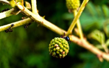 Yapraklı böceğe yakın çekim. Yiyecek kaynağı olarak nektar arayan karıncaların inanılmaz görüntüsü.