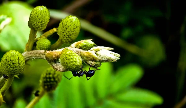 Yapraklı böceğe yakın çekim. Yiyecek kaynağı olarak nektar arayan karıncaların inanılmaz görüntüsü.
