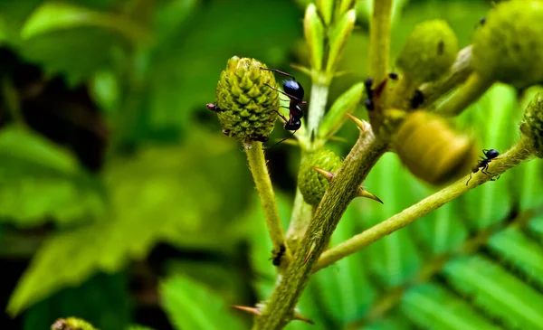 Yapraklı böceğe yakın çekim. Yiyecek kaynağı olarak nektar arayan karıncaların inanılmaz görüntüsü.