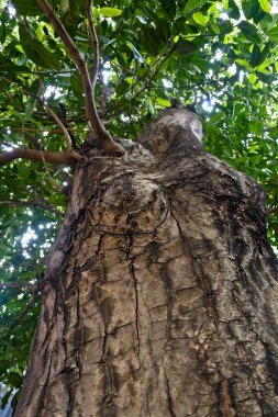 typical tropical plants whose existence is starting to be difficult to find