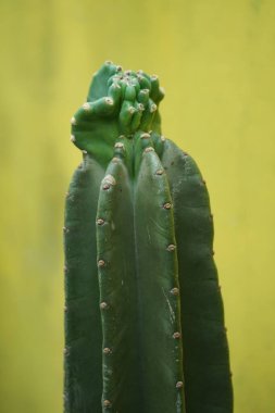 Cereus Peruvianus kaktüsü bitki büyüme süreci