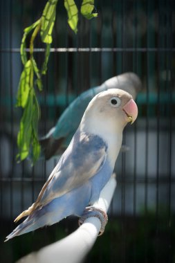   Güzel aşk kuşları, sabahları ışıklar                             