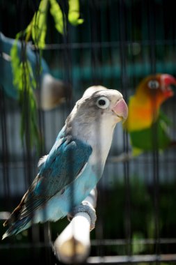   Güzel aşk kuşları, sabahları ışıklar                             