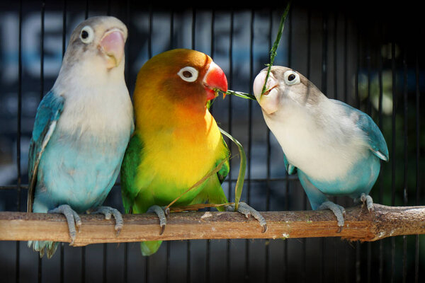   Beautiful lovebird alights in the morning                             