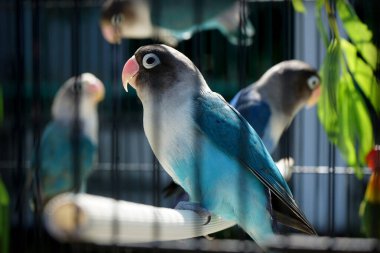   Güzel aşk kuşu sabah güneşleniyor.                             