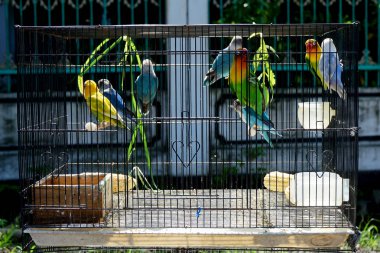   Güzel aşk kuşu sabah güneşleniyor.                             