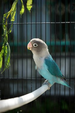 Güzel aşk kuşu sabah güneşleniyor.