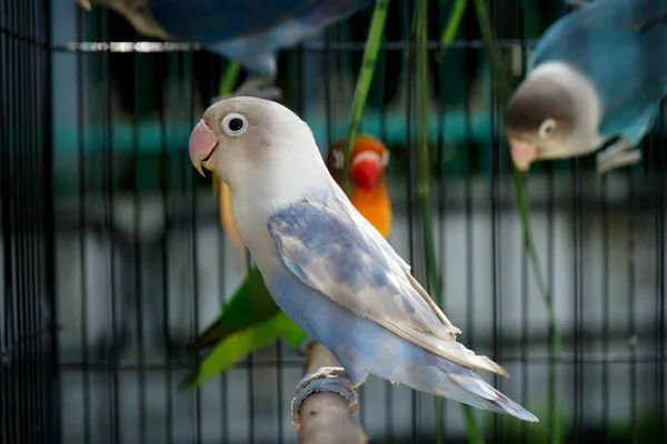 Indah Lovebird Berjemur Pagi Hari — Stok Foto