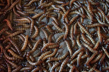 Hayvan maması için solucan çiftliğindeki kurtçuklar.