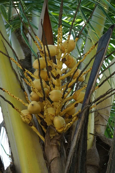 Young Yellow Coconut Its Tree Ripe One Popular Used Healthy — Stock Photo, Image