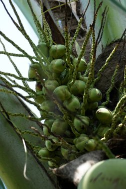 Genç yeşil hindistan cevizi ağacında. Olgun olan sağlıklı olarak kullanılmak için popüler.