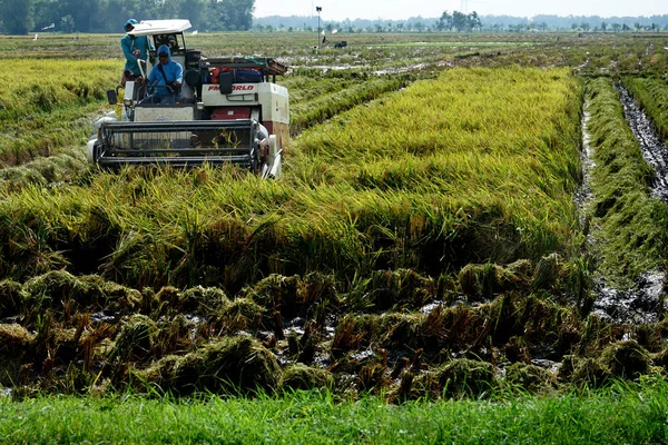 인도네시아 Lamongan Indonesia March 2022 수확기는 수확하는 사용되며 수확기에 노랗다 — 스톡 사진