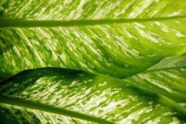 Yeşil Aglonema yapraklarının dokusunu kapat (sri rejeki )                               