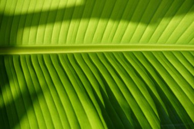 Bahçedeki arka ışık muz yaprağı dokusu                                  