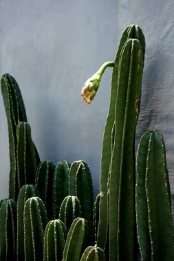 Bir sıra kaktüs kaktüsü Peruvianus (Kaktüs Kovboyu) kapalı ve açık hava bahçe süslemeleri için güzel görünür.