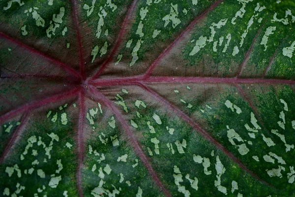 Close Texture Red Star Caladium Leaves — Stock Photo, Image