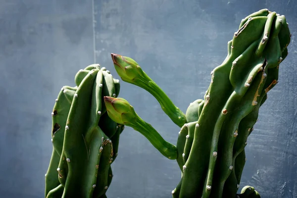  Cereus Peruvianus Monstrose Kaktüsü (Kaktüs Mumları), çiçekli ev ve bahçe dekorasyonu için güzel görünür.,                             