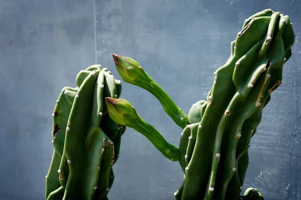 Cereus Peruvianus Monstrose Kaktus Kaktuskerzen Blüht Schön Für Gartendekorationen Innen Stockfoto