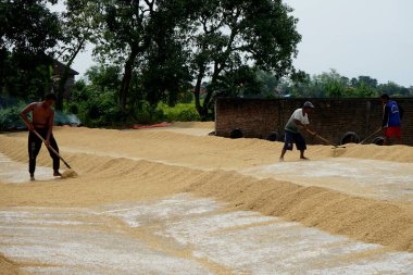 Lamongan, Doğu Java Endonezya - 13 Mart 2022: işçiler Lamongan 'da bir pirinç değirmenine atılmış kuru bir zeminde kurutuluyor.                               